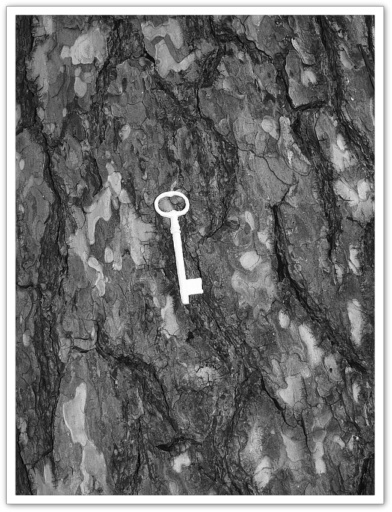 Allaa Tschann, Tryptique Super Nature